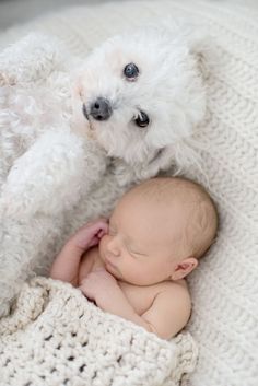 a small white dog laying next to a baby