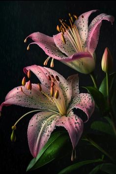 two pink lilies in the rain on a black background