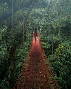 two people walking across a suspension bridge in the forest