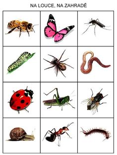 different types of bugs and insects are shown in this image with the caption's description