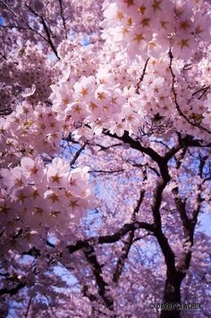 pink flowers are blooming on the branches of trees in front of a blue sky