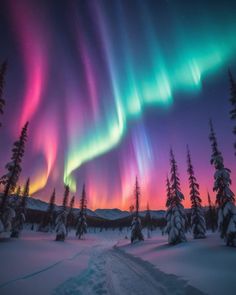 the aurora bore is glowing brightly in the sky above snow covered trees and evergreens