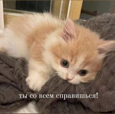 an orange and white kitten laying on top of a bed with the caption in thai