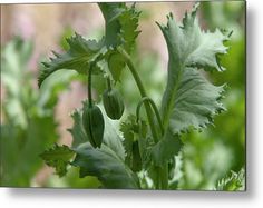 Oriental Poppy Buds Metal Print by Jenny Rainbow. All metal prints are professionally printed, packaged, and shipped within 3 - 4 business days and delivered ready-to-hang on your wall. Choose from multiple sizes and mounting options. Poppy Buds, Garden Photography, Art Prints For Home, Art Techniques, How To Be Outgoing, Fine Art Photography, See Photo, Green Color, Fine Art America