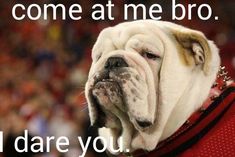 an english bulldog wearing a red collar with the words don't you wish your boyfriend was hot like me