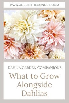 dahlia garden companion's what to grow alongside dahlias