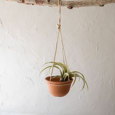 an air plant hanging from a tree branch