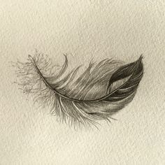 a pencil drawing of a feather on paper