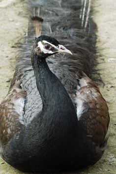 two birds standing next to each other on the ground