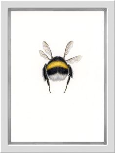 a close up of a bee on a white background