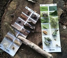 several different types of plants and rocks on a piece of wood