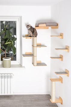 a cat sitting on top of a wooden shelf in front of a window next to a potted plant