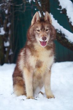 a brown and white dog sitting in the snow with its mouth open, looking at the camera