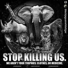 an elephant and other animals with the caption stop killing us we aren't your trophies clothes or medicine