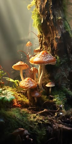 mushrooms growing on the mossy ground in front of a large tree with sunbeams