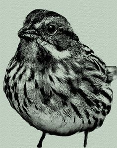 a black and white drawing of a bird