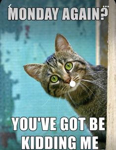 a cat looking up at the camera with caption that reads monday again? you've got be kidding me