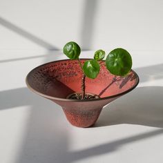 a small potted plant with green leaves in it