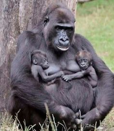 an adult gorilla sitting next to a baby gorilla