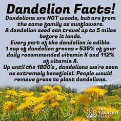 a field full of yellow dandelions with the words dandelion fact