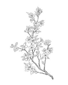 a black and white drawing of a branch with flowers