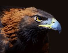 a close up of a bird of prey on a black background with an orange and yellow beak