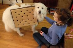 a woman kneeling down next to a dog with a cardboard box on it's back