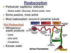 the structure of an animal's body and its surroundings, including water, algaes,