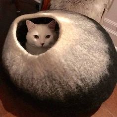 a white cat is sitting in a grey ball bed on the floor next to a mirror