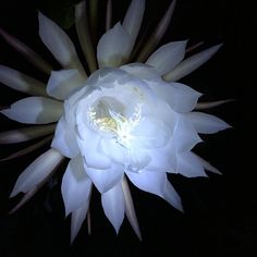 a large white flower is lit up in the dark