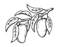 an almond tree branch with fruits and leaves hand drawn line art illustration on white background