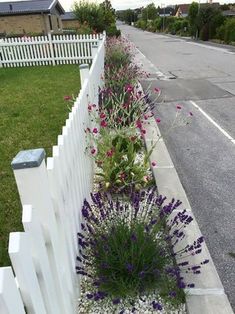 a white picket fence with purple flowers growing in it