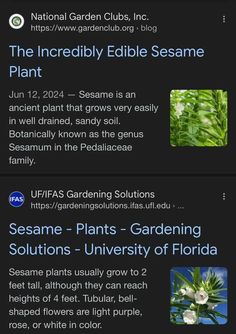 an image of some plants that are in the same place on this page, and one is