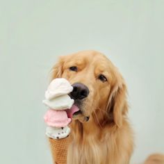 a golden retriever holding an ice cream cone in it's mouth and looking at the camera