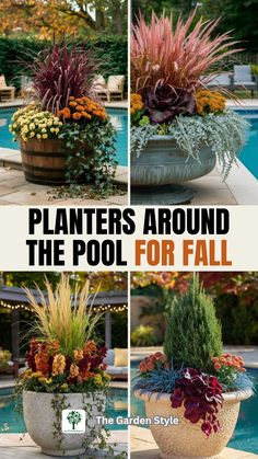 plants around the pool for fall are great to use in an outdoor space or as a planter