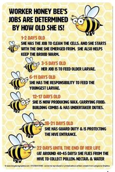 a poster with instructions on how to use bees for honeybees and other things