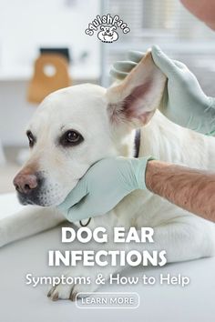 dog ear injectors and how to help them learn more cover image for article