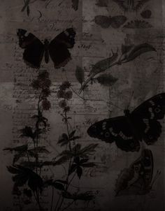 an image of butterflies and flowers on a piece of paper