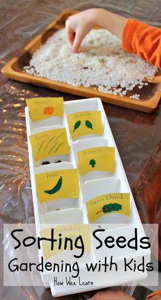 Comparing and Sorting Seeds - Let the Gardening begin! - How Wee Learn Seed Activity For Kids, Seed Activities For Kids, Gardening With Kids, Preschool Garden, Garden Activities, Spring Preschool, School Garden, Preschool Science, Spring Theme