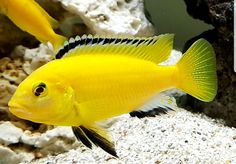 a yellow fish with black and white stripes swimming in an aquarium