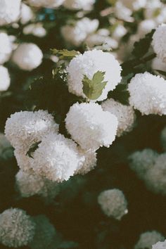 small white flowers with green leaves on them