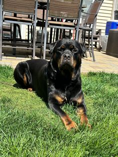 a large black and brown dog laying in the grass