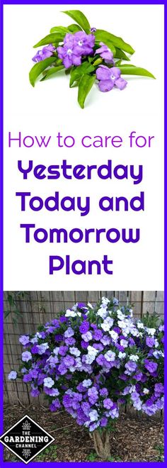 purple and white flowers with the words how to care for yesterday today and tomorrow plant