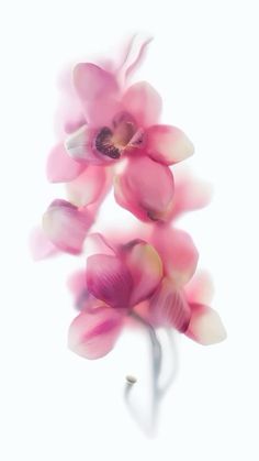 some pink flowers on a white background