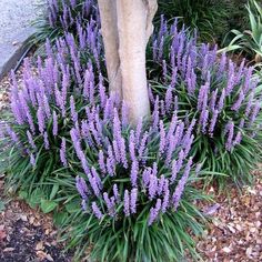 purple flowers are growing in the ground next to a tree