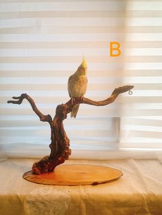 a bird sitting on top of a tree branch with the letter b in front of it