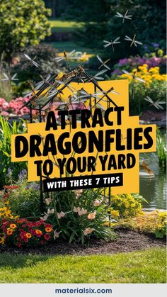 Attract dragonflies to your yard with these 7 tips displayed on a garden background. Natural Pest Control, Black Eyed Susan