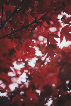 red leaves are hanging from the branches of a tree