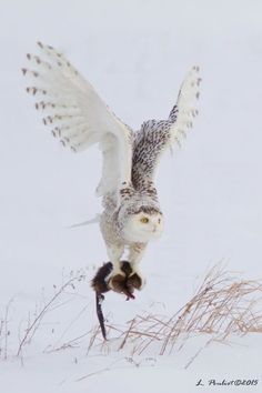 an owl is flying through the air with its wings spread out and it's head down