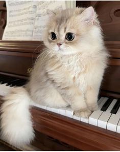 Fluffy Kittens, Cute Small Animals, Image Chat, Cute Cats Photos, Pretty Animals, Fluffy Cat, Cute Animal Photos, Funny Cute Cats